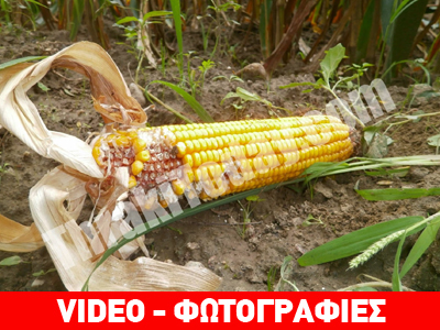 Ρημάζουν τον κάμπο της Ξάνθης τα αγριογούρουνα